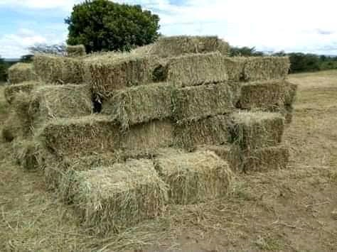 Rice Hay